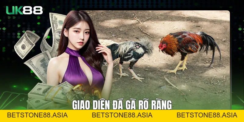 Đá Gà UK88 - Trải Nghiệm Theo Dõi Ổn Định, Rõ Ràng