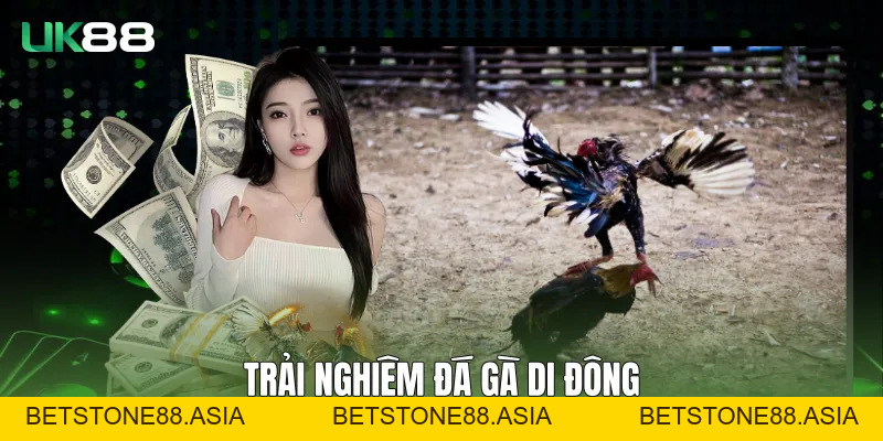 Đá Gà UK88 - Trải Nghiệm Theo Dõi Ổn Định, Rõ Ràng